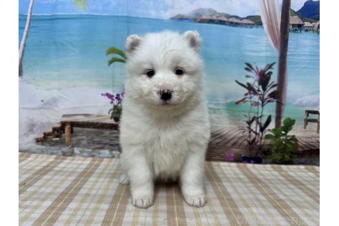成約済の千葉県のサモエド-361842の1枚目