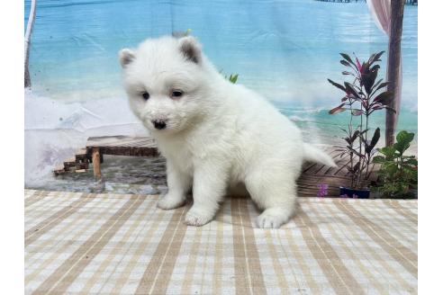 成約済の千葉県のサモエド-361842の4枚目