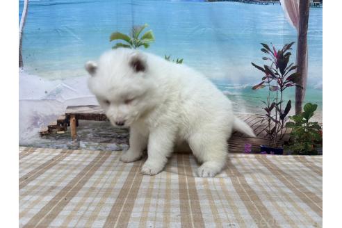 成約済の千葉県のサモエド-361842の3枚目