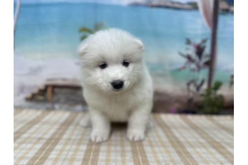 成約済の千葉県のサモエド-361845の7枚目