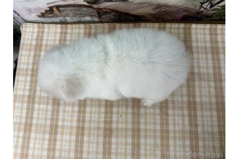 成約済の千葉県のサモエド-361845の2枚目