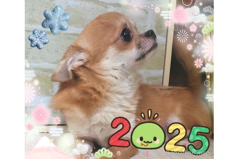 販売中の大阪府のチワワ(ロングコート)-268027の10枚目