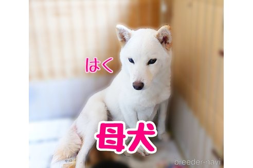 はくちゃん1枚目