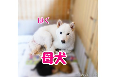 はくちゃん1枚目
