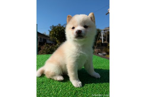 成約済の鹿児島県の豆柴-356445の1枚目