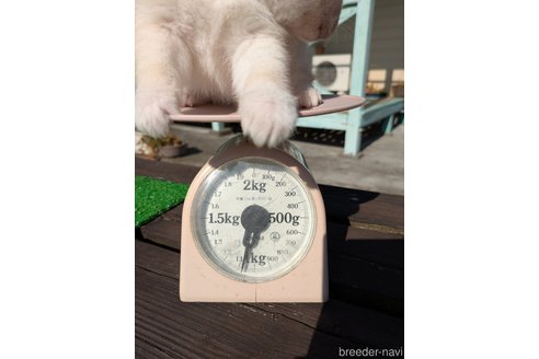 成約済の鹿児島県の豆柴-356445の5枚目