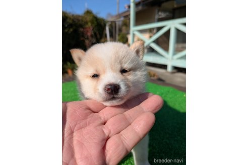 成約済の鹿児島県の豆柴-356445の3枚目