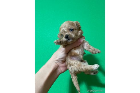 成約済の神奈川県のミックス犬-361803の3枚目