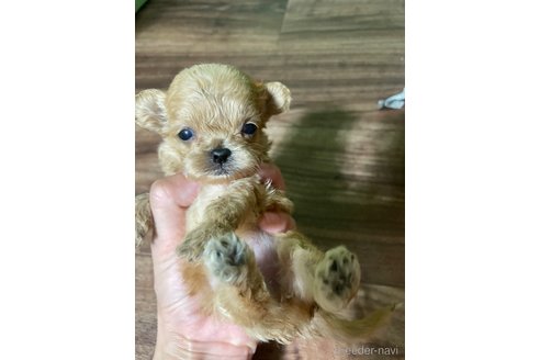 成約済ののミックス犬-361803