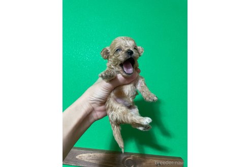 成約済の神奈川県のミックス犬-361803の4枚目