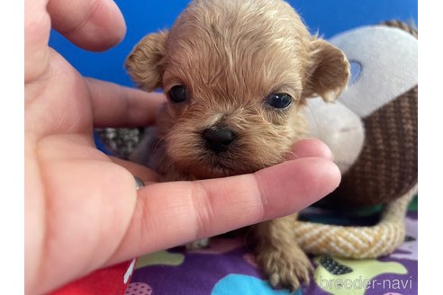 成約済の神奈川県のミックス犬-361803の5枚目