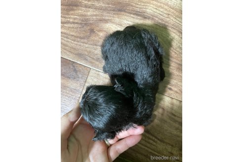 成約済の神奈川県のミックス犬-361806の5枚目