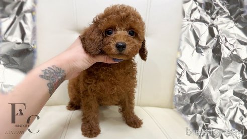 販売中の栃木県のトイプードル-361808の9枚目