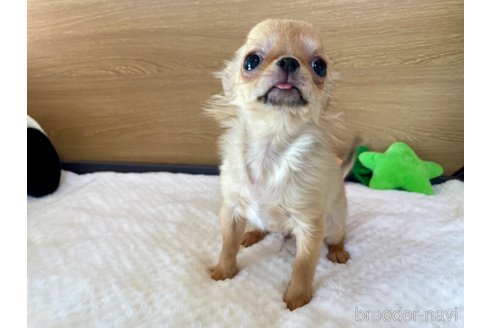 成約済の栃木県のチワワ(ロングコート)-354238の11枚目