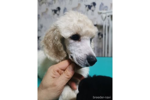 成約済の神奈川県のスタンダードプードル-361839の6枚目
