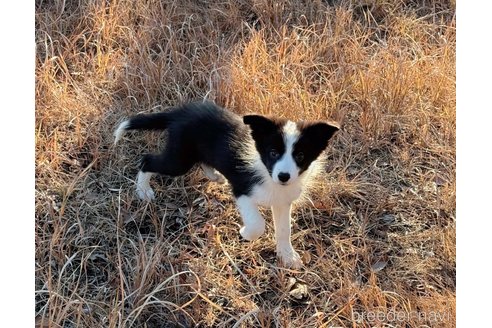 成約済の鹿児島県のボーダーコリー-354030の4枚目