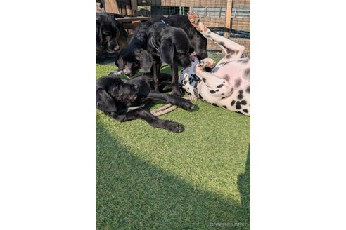 成約済の熊本県のミックス犬-353501の3枚目