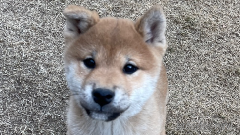 成約済の茨城県の柴犬-357615の1枚目