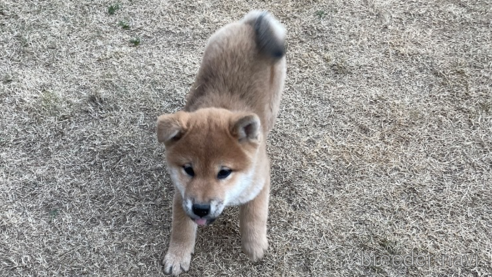 成約済の茨城県の柴犬-357615の2枚目