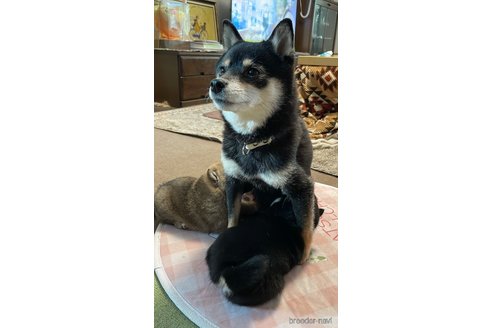 のの豆柴-
