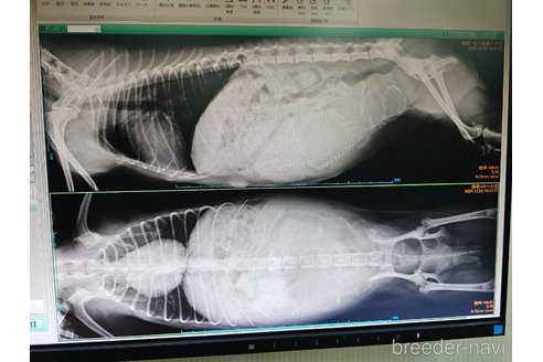 成約済の大阪府のティーカッププードル-361954の15枚目