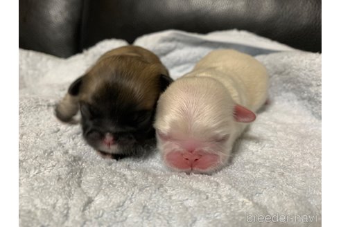 成約済の大分県のペキニーズ-362002の11枚目
