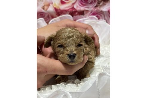 成約済の広島県のタイニープードル-362048の25枚目