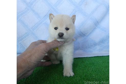 成約済の静岡県の豆柴-362059の5枚目