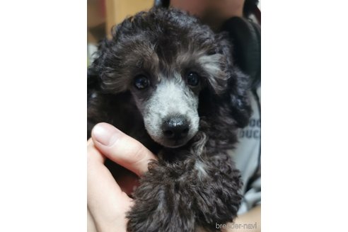 成約済の神奈川県のタイニープードル-358571の3枚目