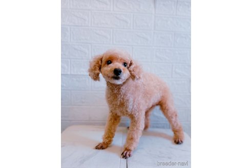 モモちゃん1枚目