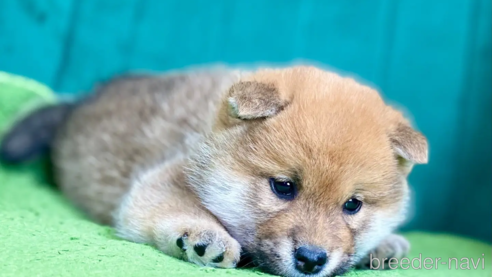 成約済の茨城県の豆柴-361271の3枚目