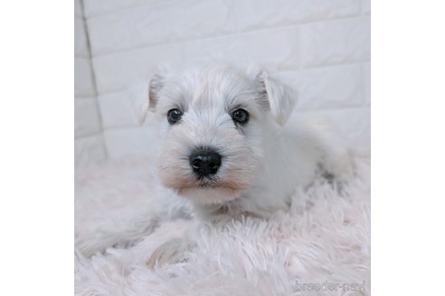 成約済の長崎県のミニチュアシュナウザー-362003の5枚目