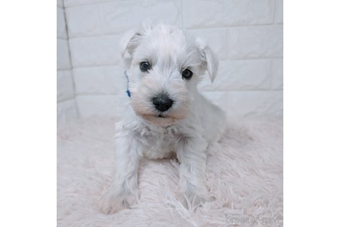 成約済の長崎県のミニチュアシュナウザー-362005の5枚目