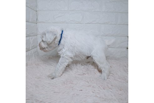 成約済の長崎県のミニチュアシュナウザー-362005の4枚目