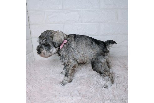 成約済の長崎県のミニチュアシュナウザー-362007の5枚目