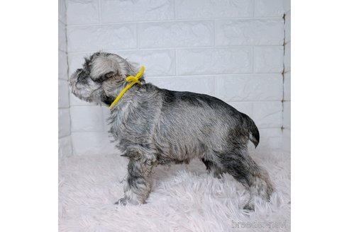 成約済の長崎県のミニチュアシュナウザー-362008の5枚目