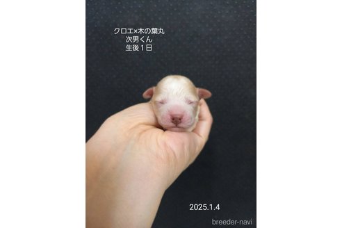 成約済の大阪府のティーカッププードル-361954の11枚目