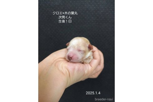 成約済の大阪府のティーカッププードル-361954の12枚目