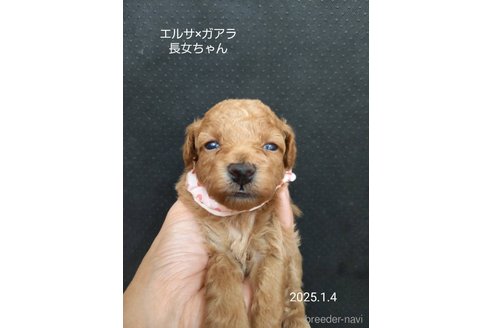 成約済の大阪府のタイニープードル-357166の12枚目
