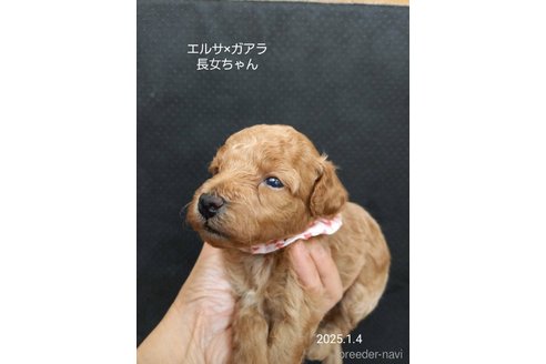 成約済の大阪府のタイニープードル-357166の13枚目