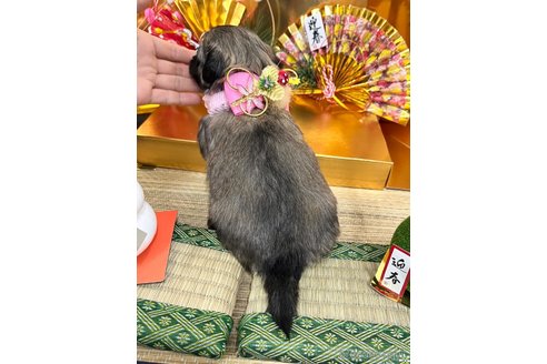 成約済の愛知県のマルックス:マルチーズ×ミニチュアダックスフンド-361666の5枚目