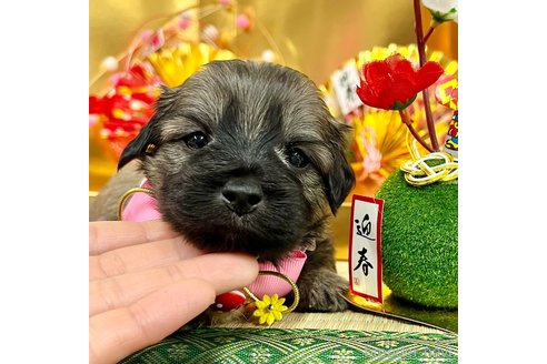 成約済の愛知県のマルックス:マルチーズ×ミニチュアダックスフンド-361666の1枚目