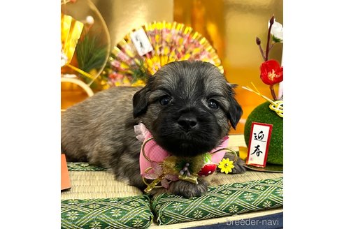 成約済の愛知県のマルックス:マルチーズ×ミニチュアダックスフンド-361666の2枚目