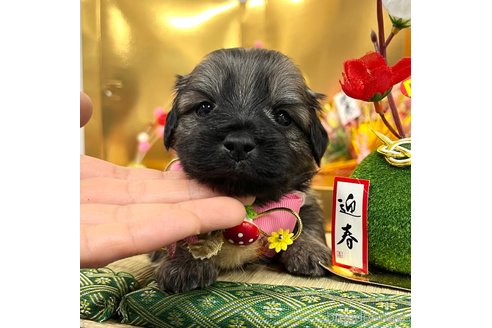 成約済の愛知県のマルックス:マルチーズ×ミニチュアダックスフンド-361666の3枚目