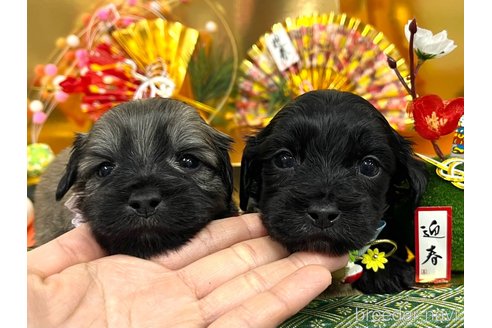 成約済の愛知県のマルックス:マルチーズ×ミニチュアダックスフンド-361666の4枚目