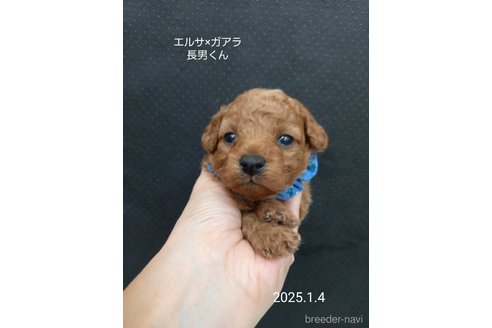 成約済の大阪府のタイニープードル-357167の3枚目