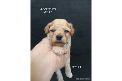 成約済の大阪府のタイニープードル-357168の9枚目