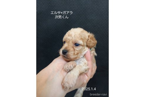 成約済の大阪府のタイニープードル-357168の8枚目