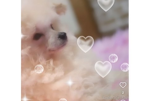 成約済の香川県のティーカッププードル-361853の10枚目