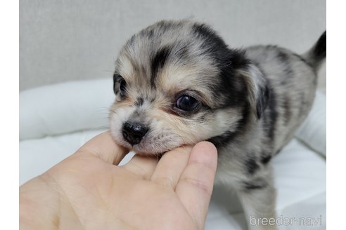 成約済の神奈川県のミックス犬-360222の2枚目